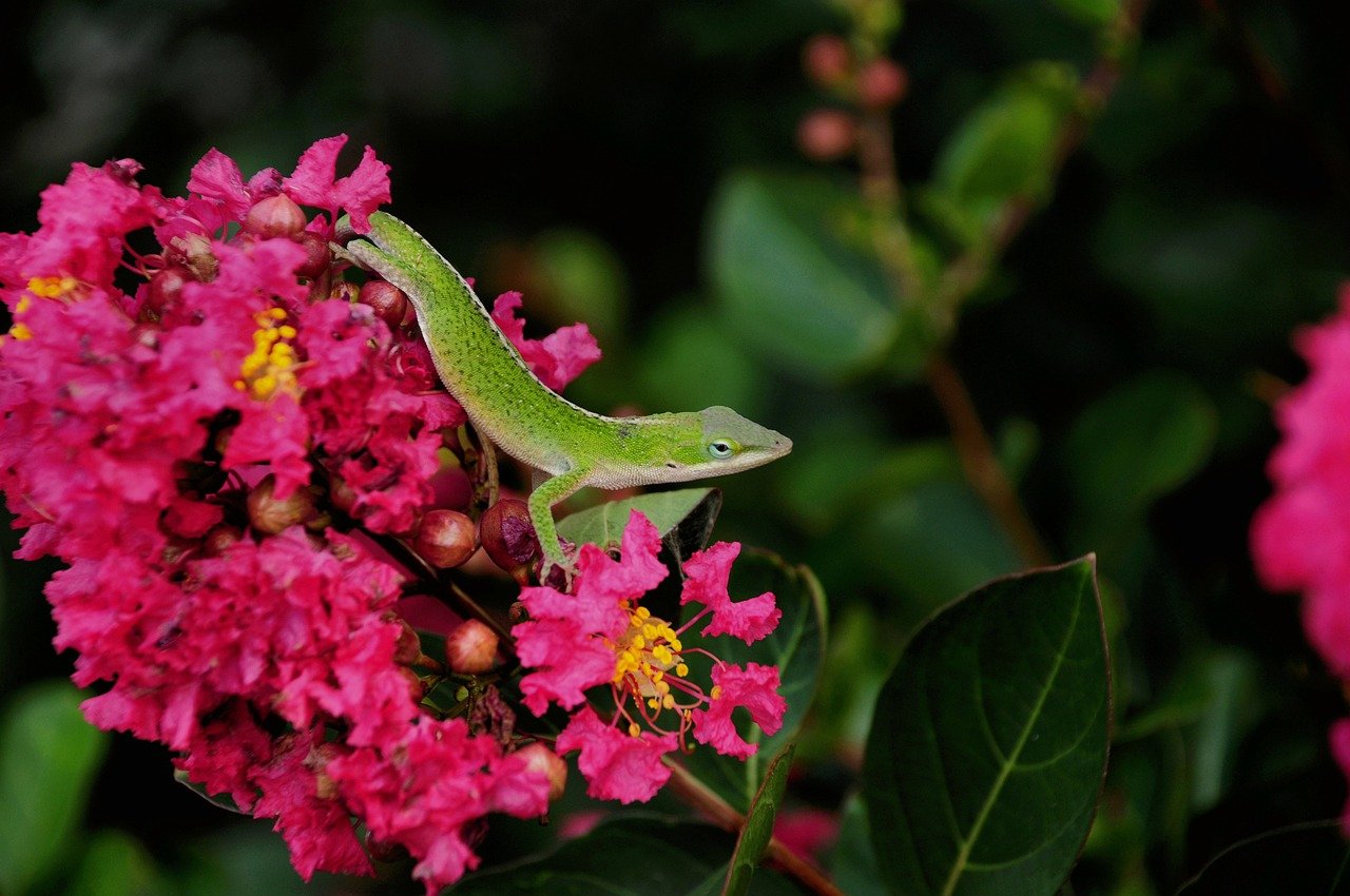 lizard, reptile, nature, wildlife, garden