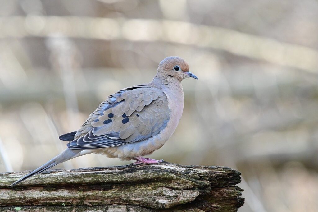 「歯磨きが面倒」だった私が、3万円の電動歯ブラシで人生変わった話