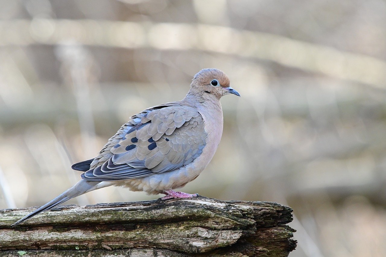 「歯磨きが面倒」だった私が、3万円の電動歯ブラシで人生変わった話