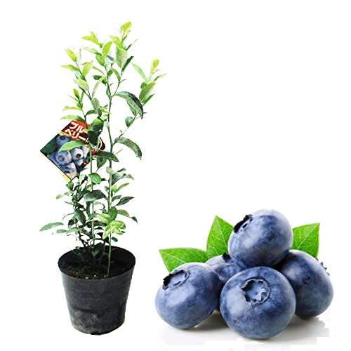 ノーザンハイブッシュ系 ブルーベリー 苗 実使用レビュー 2025年12月版