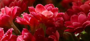 Raspberry Pi CM4を6枚並べたい人が、最初にぶつかる壁と突破口